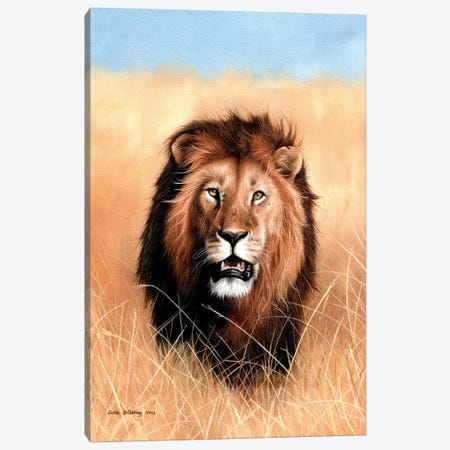 African Lion III Canvas Print #SAS5} by Sarah Stribbling Canvas Art