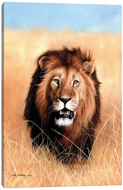 African Lion III Canvas Art Print - Sarah Stribbling