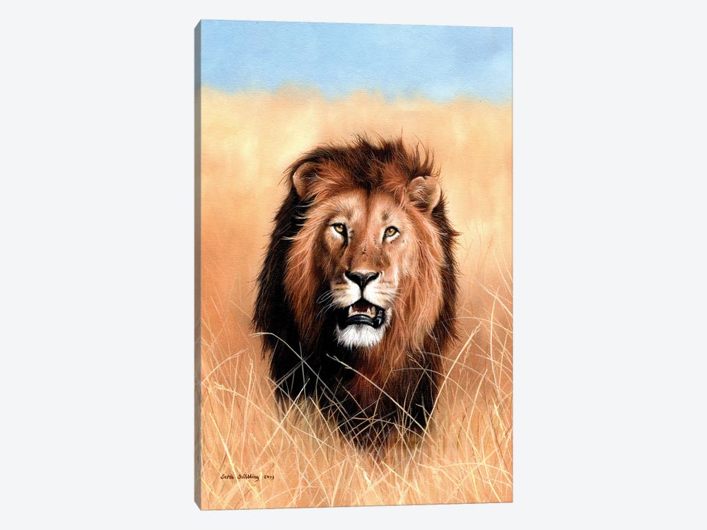 African Lion III by Sarah Stribbling 1-piece Canvas Artwork
