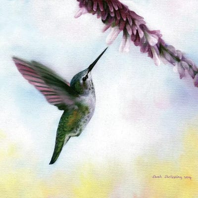 Anna's Hummingbird by Sarah Stribbling art print
