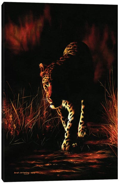 Leopard Walking Canvas Art Print - Sarah Stribbling