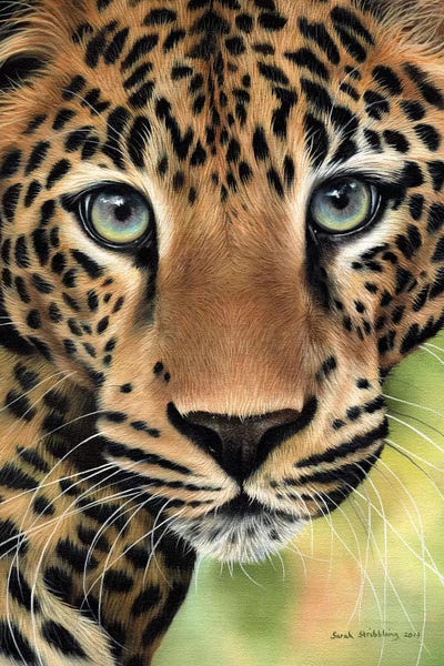 Leopard Close-Up by Sarah Stribbling art print