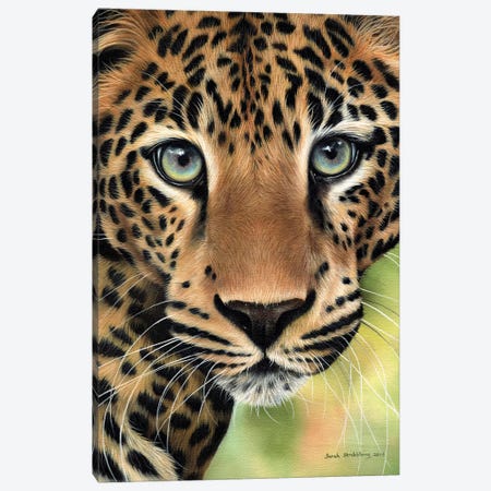 Leopard Close-Up Canvas Print #SAS61} by Sarah Stribbling Canvas Print
