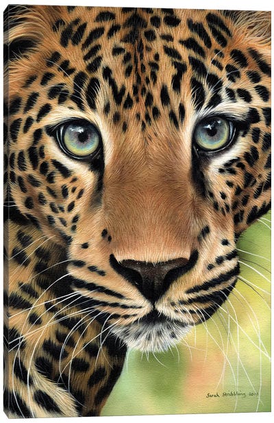 Leopard Close-Up Canvas Art Print - Sarah Stribbling