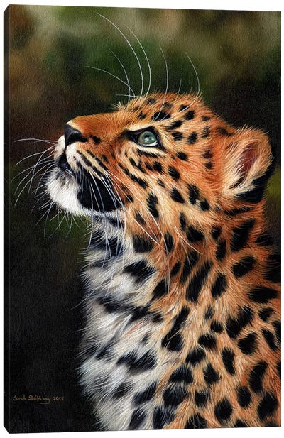 Leopard Cub Canvas Art Print - Sarah Stribbling