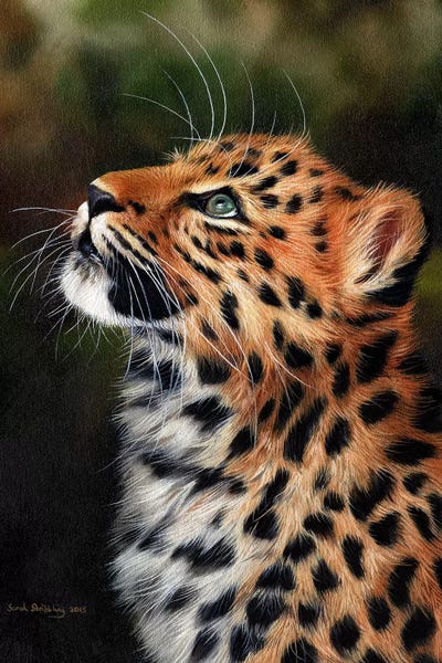 Leopards: Leopard Cub by Sarah Stribbling