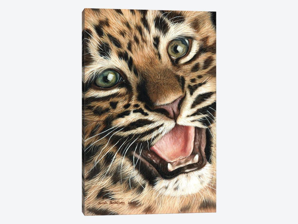 Leopard Cub I by Sarah Stribbling 1-piece Canvas Artwork