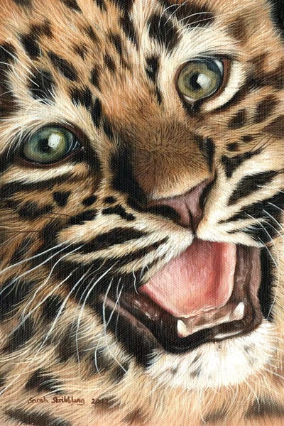 Leopards: Leopard Cub I by Sarah Stribbling