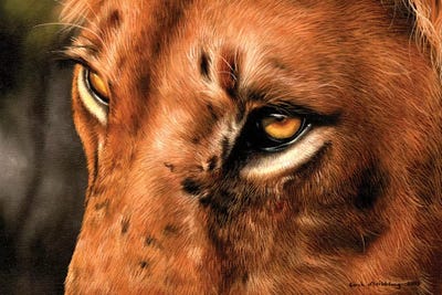 Lion Close-Up by Sarah Stribbling canvas print