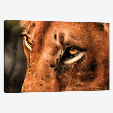 Lion Close-Up Canvas Print #SAS65} by Sarah Stribbling Canvas Art