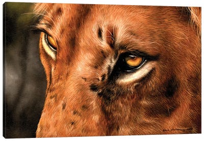 Lion Close-Up Canvas Art Print - Sarah Stribbling