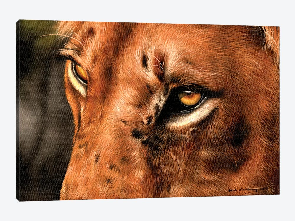 Lion Close-Up by Sarah Stribbling 1-piece Canvas Artwork