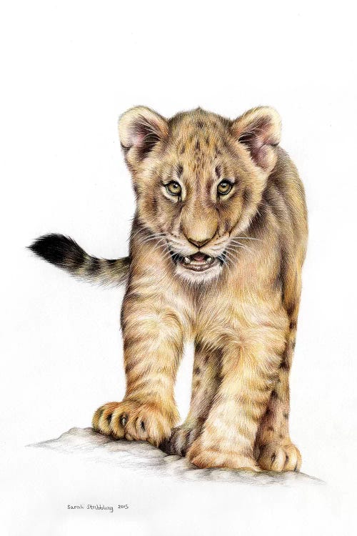 Lion Cub