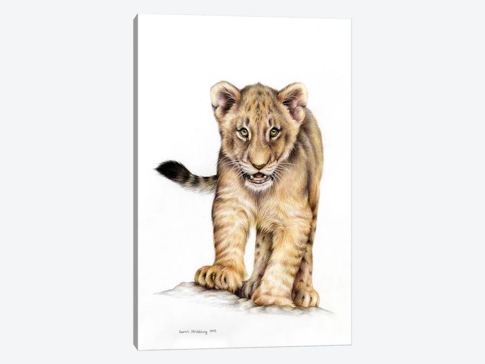 Lion Cub by Sarah Stribbling 1-piece Canvas Print