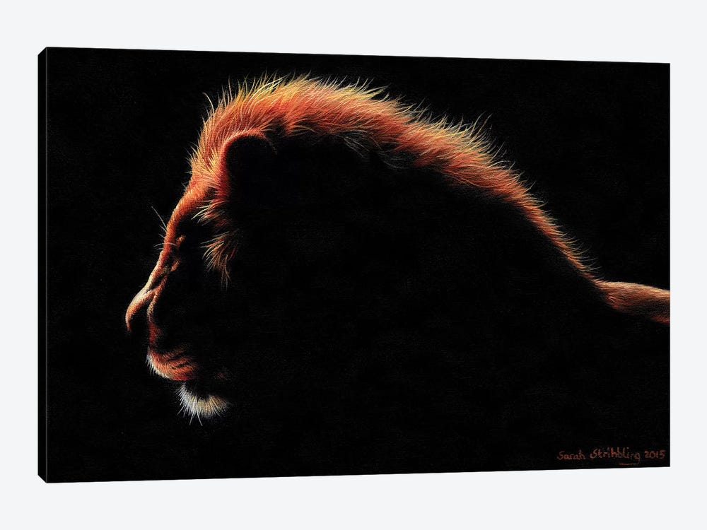 Lion Twilight I by Sarah Stribbling 1-piece Canvas Wall Art
