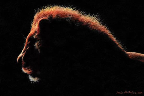 Lions: Lion Twilight I by Sarah Stribbling
