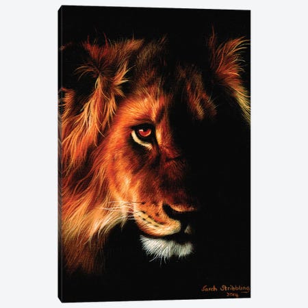 Lion Twilight II Canvas Print #SAS68} by Sarah Stribbling Canvas Print