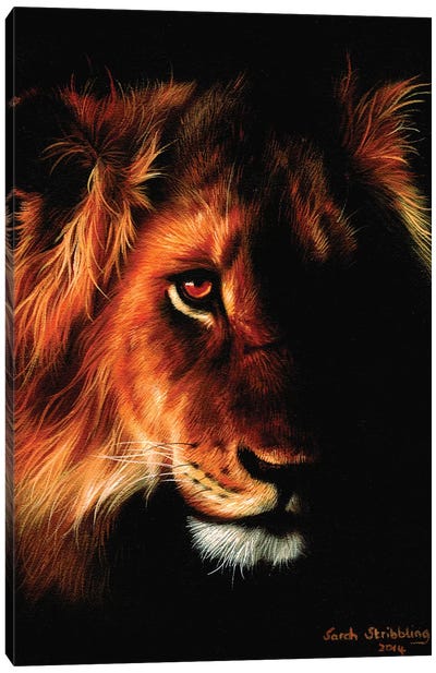 Lion Twilight II Canvas Art Print - Sarah Stribbling
