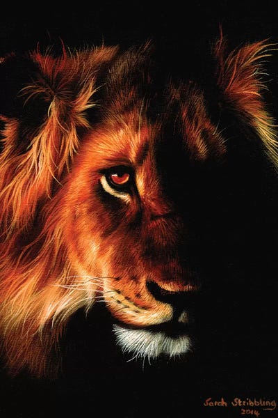 Lions: Lion Twilight II by Sarah Stribbling