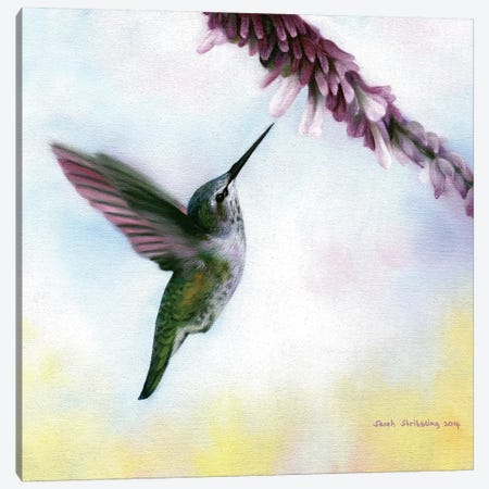 Anna's Hummingbird Canvas Print #SAS6} by Sarah Stribbling Canvas Artwork
