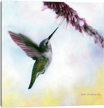 Anna's Hummingbird Canvas Art Print - Sarah Stribbling