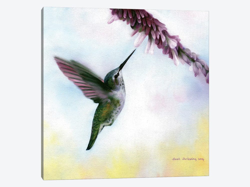 Anna's Hummingbird by Sarah Stribbling 1-piece Canvas Print