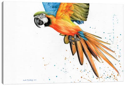Macaw  Canvas Art Print - Parrot Art