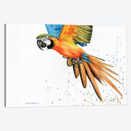 Macaw  Canvas Print #SAS70} by Sarah Stribbling Canvas Wall Art