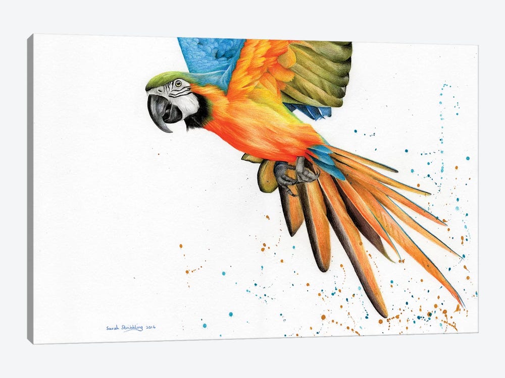 Macaw  by Sarah Stribbling 1-piece Canvas Art