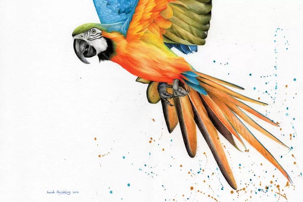 The Art Of The Feather: Macaw  by Sarah Stribbling