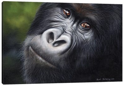 Mountain Gorilla Canvas Art Print - Primate Art