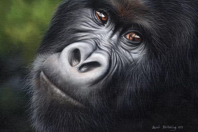 Mountain Gorilla by Sarah Stribbling wall art