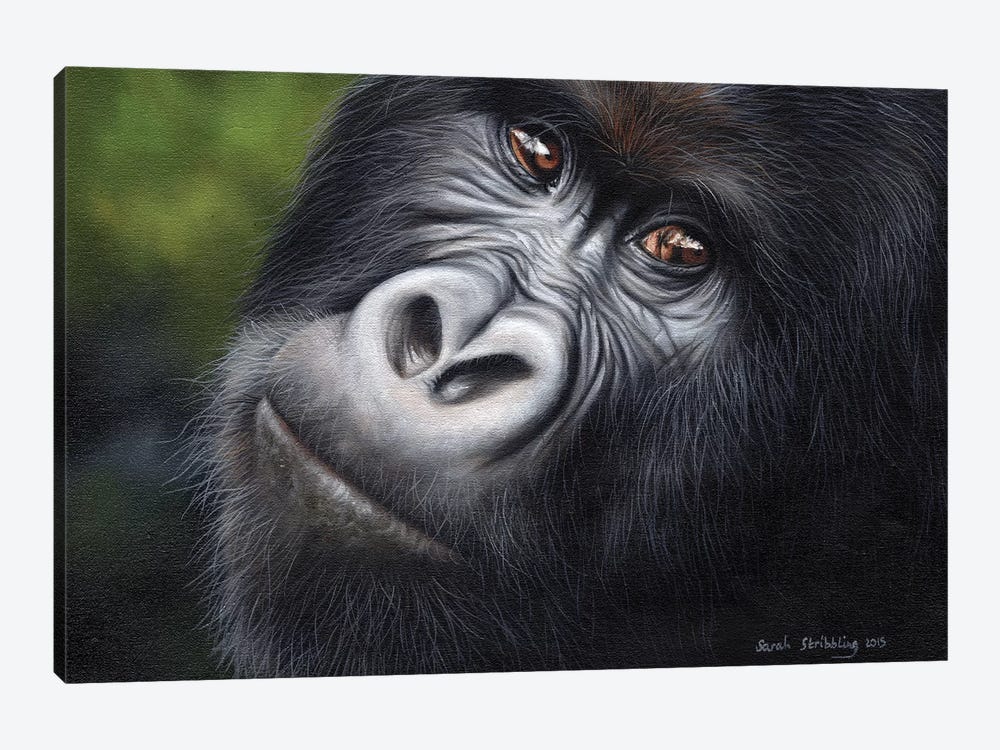 Mountain Gorilla by Sarah Stribbling 1-piece Canvas Artwork