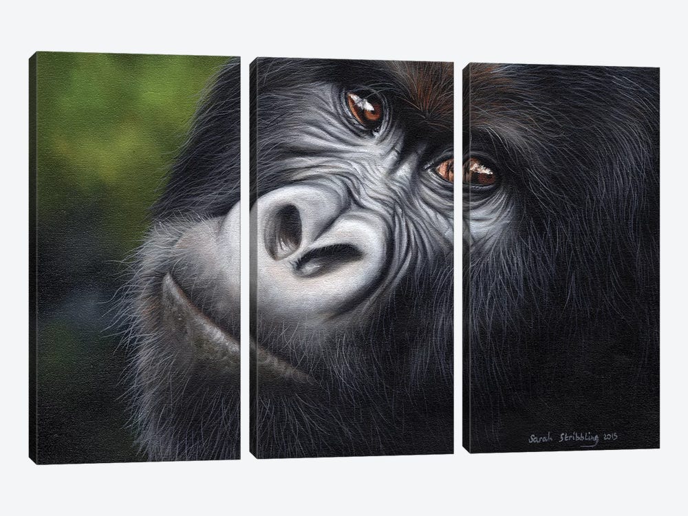 Mountain Gorilla by Sarah Stribbling 3-piece Canvas Artwork