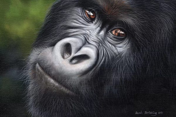 Gorillas: Mountain Gorilla by Sarah Stribbling
