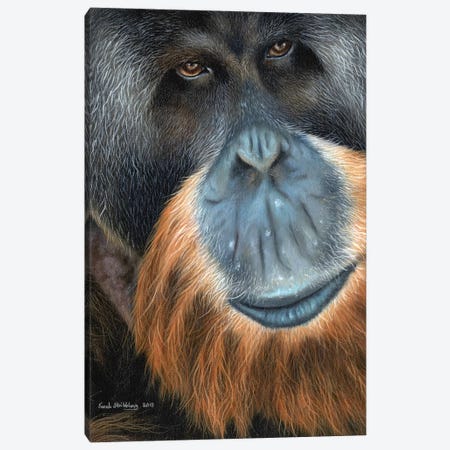 Orangutan Canvas Print #SAS75} by Sarah Stribbling Art Print