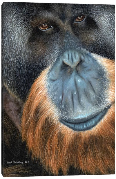 Orangutan Canvas Art Print - Sarah Stribbling