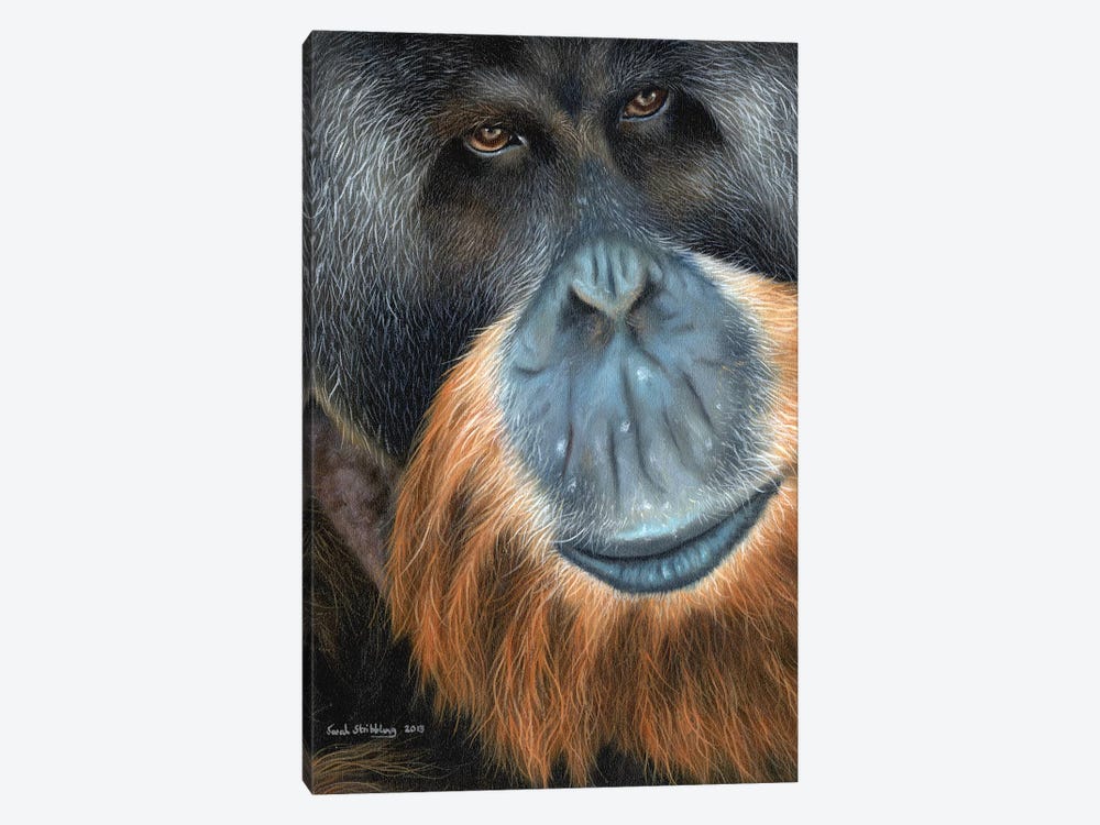 Orangutan by Sarah Stribbling 1-piece Canvas Print