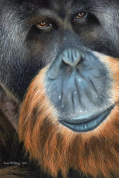 Orangutans: Orangutan by Sarah Stribbling