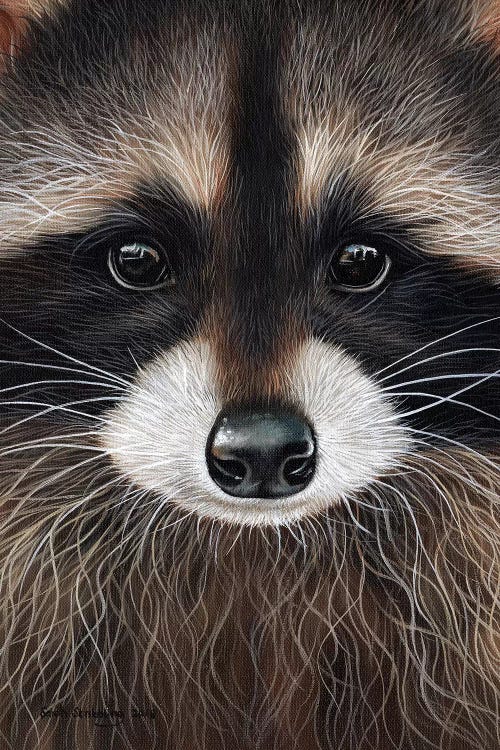 Raccoon I