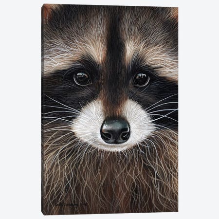 Raccoon I Canvas Print #SAS76} by Sarah Stribbling Canvas Art Print