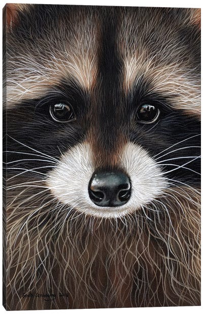 Raccoon I Canvas Art Print - Sarah Stribbling