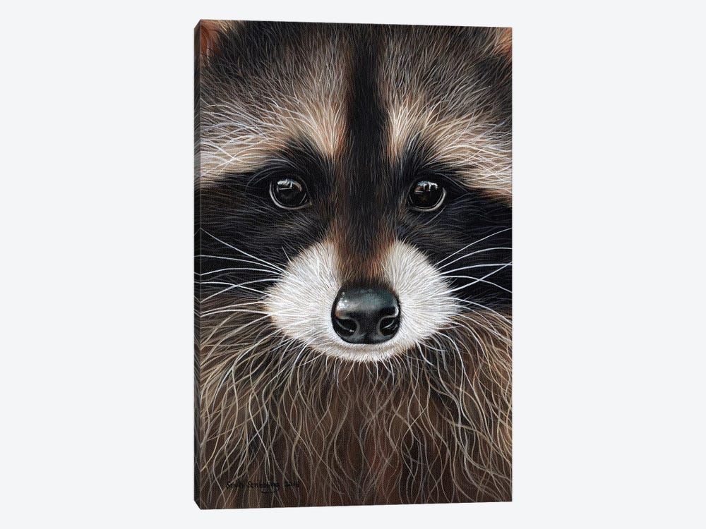 Raccoon I by Sarah Stribbling 1-piece Canvas Art
