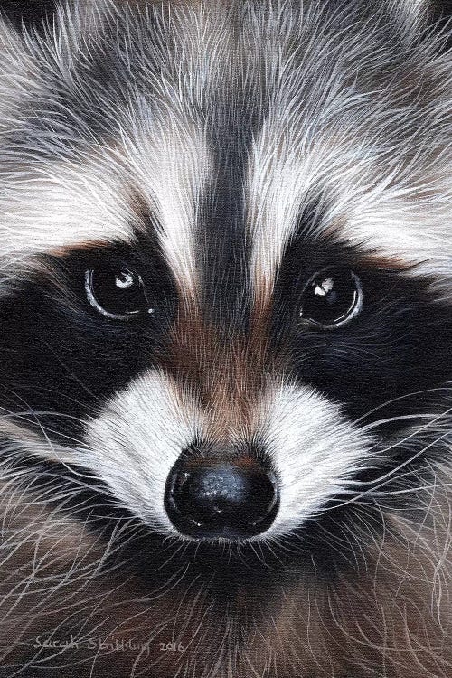 Raccoon IV