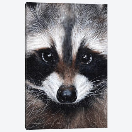 Raccoon IV Canvas Print #SAS79} by Sarah Stribbling Canvas Wall Art