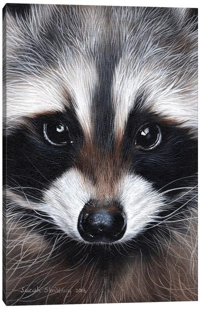 Raccoon IV Canvas Art Print - Sarah Stribbling