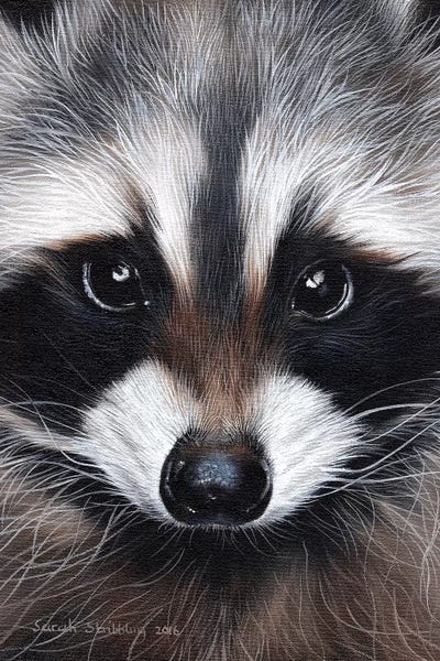 Raccoons: Raccoon IV by Sarah Stribbling