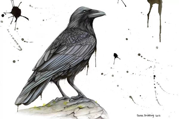 Ravens: Raven On A Branch by Sarah Stribbling