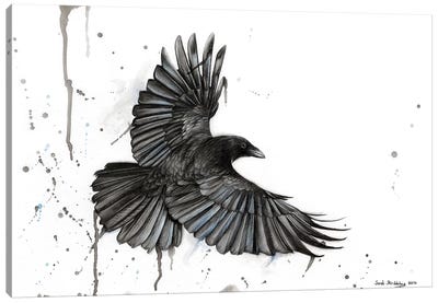 Raven Fly Canvas Art Print - Raven Art