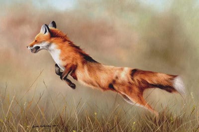Red Fox by Sarah Stribbling canvas print